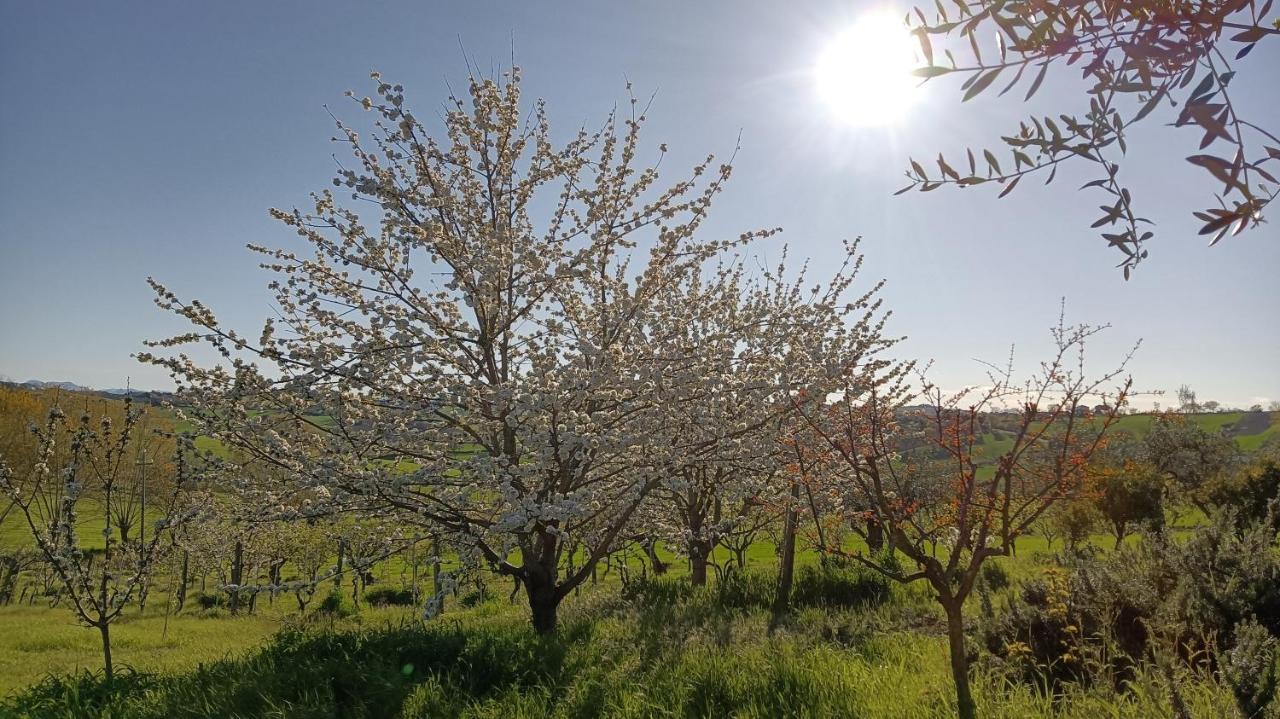 Agriturismo I Ciliegi Appartamento Ginestra Montignano Dış mekan fotoğraf