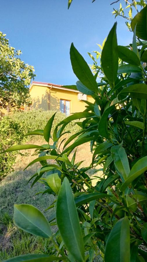 Agriturismo I Ciliegi Appartamento Ginestra Montignano Dış mekan fotoğraf
