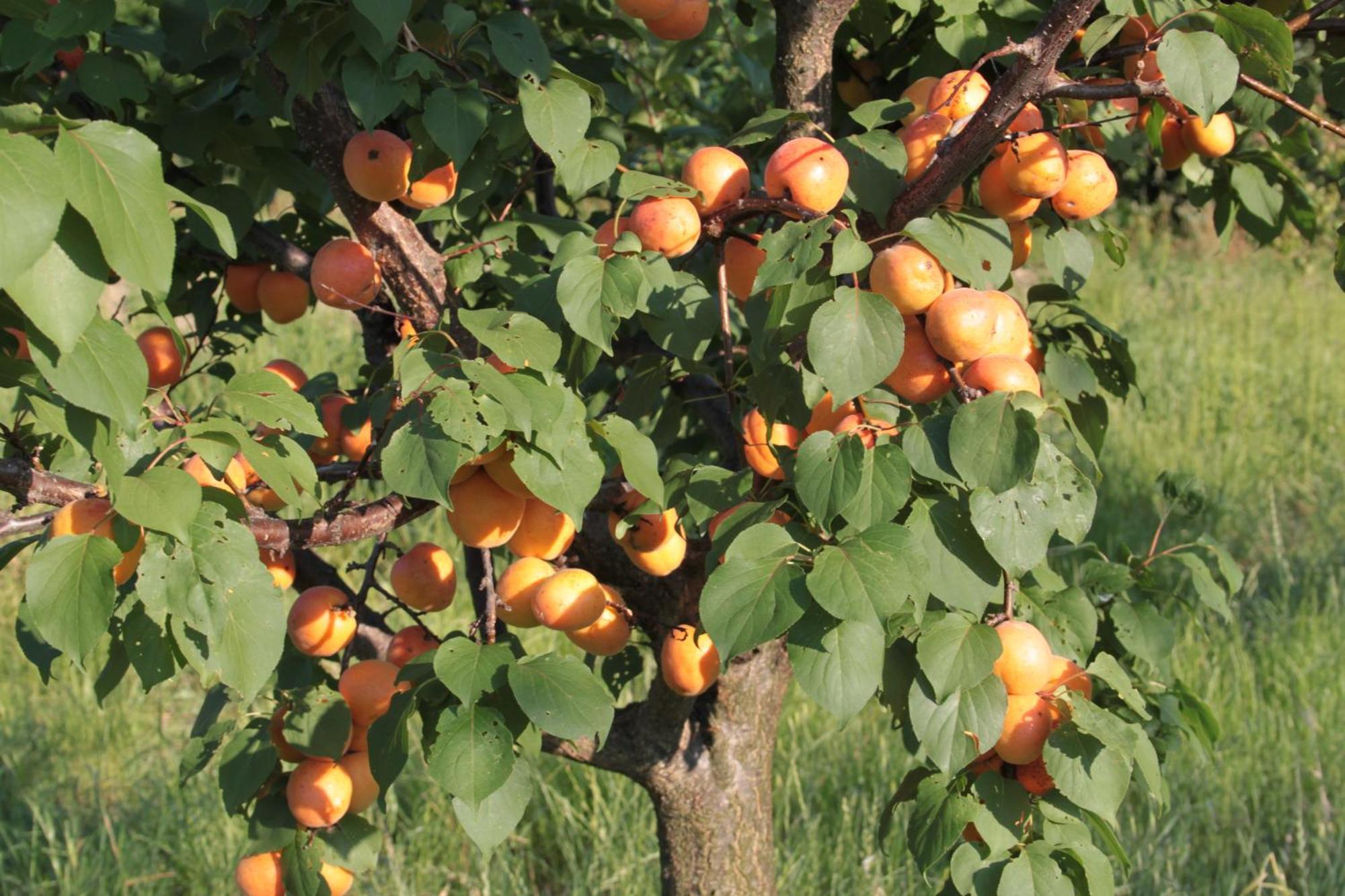 Agriturismo I Ciliegi Appartamento Ginestra Montignano Dış mekan fotoğraf